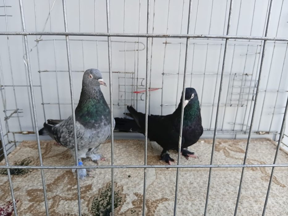 Голуби на продажу