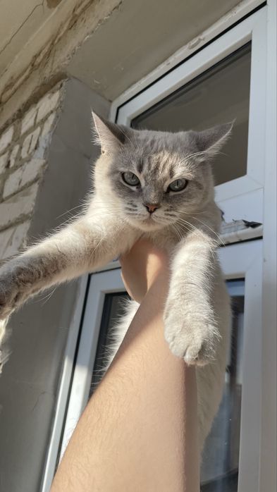 кошка в добрые руки