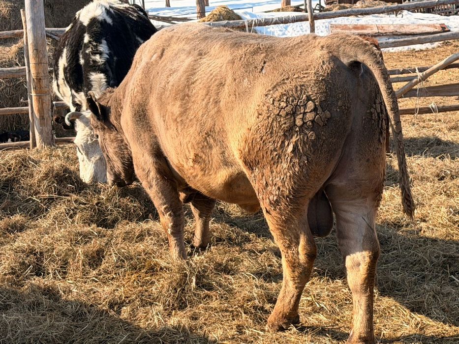 Продам быка ангус с аулеколь