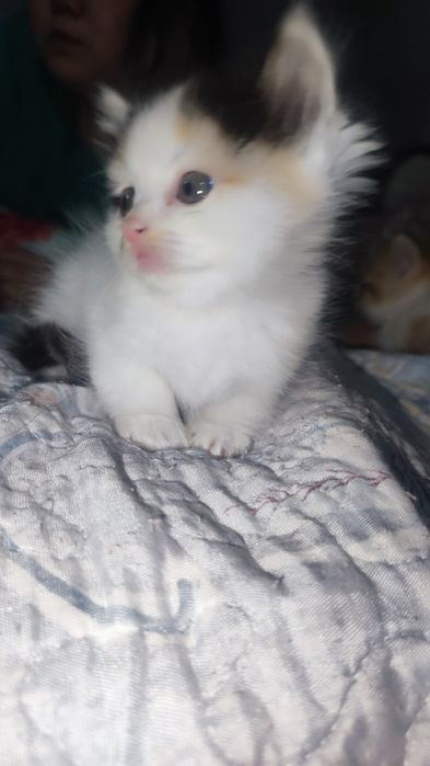 Котята, отдам даром