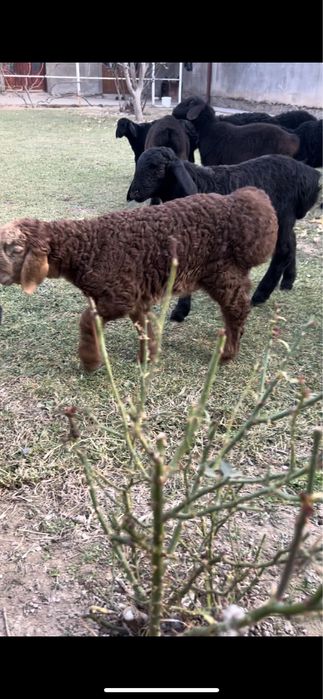 Qozichoqla sotiladi zoti husori