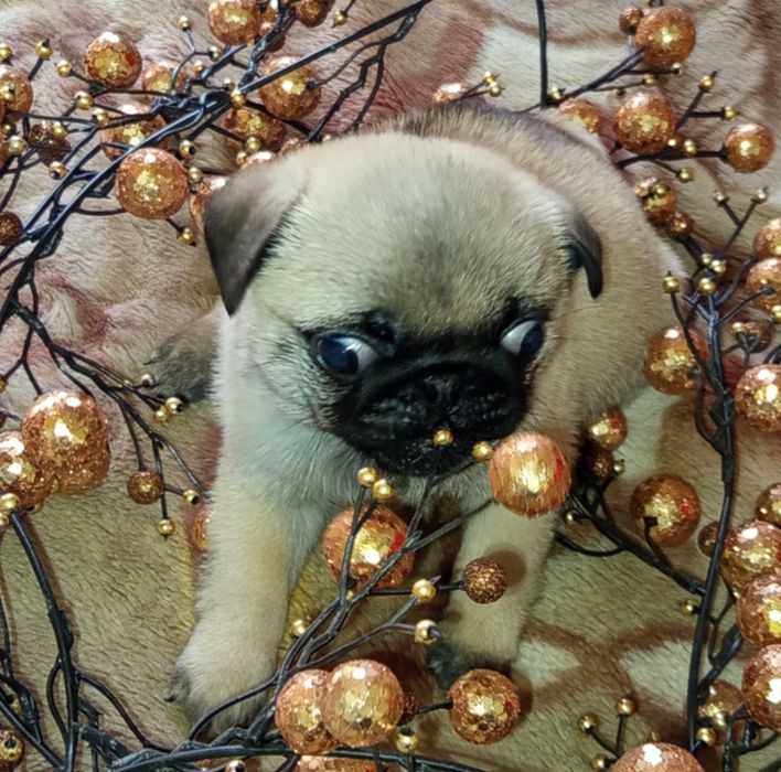 Мопсы!!!Только у нас!  продажа щенки мопса