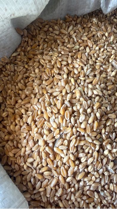 Продам пшеницу выйшии класс