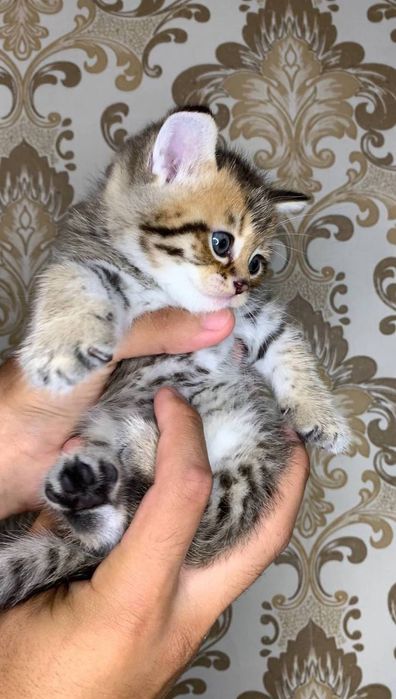 Катята ташкент ,