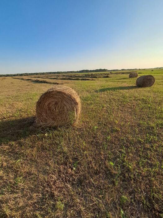 Продам луговое сено