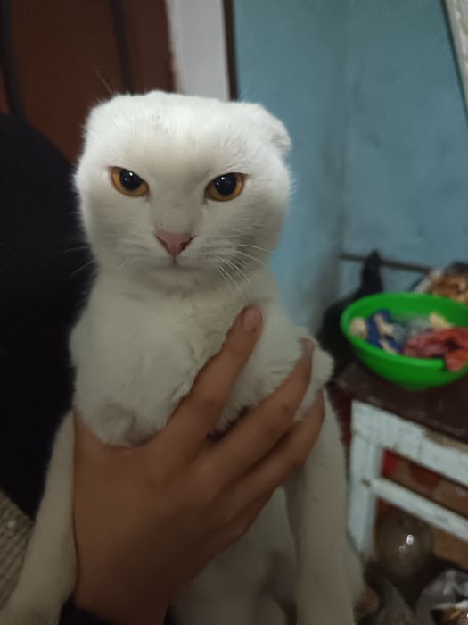 Mushuk sotiladi skoti fol