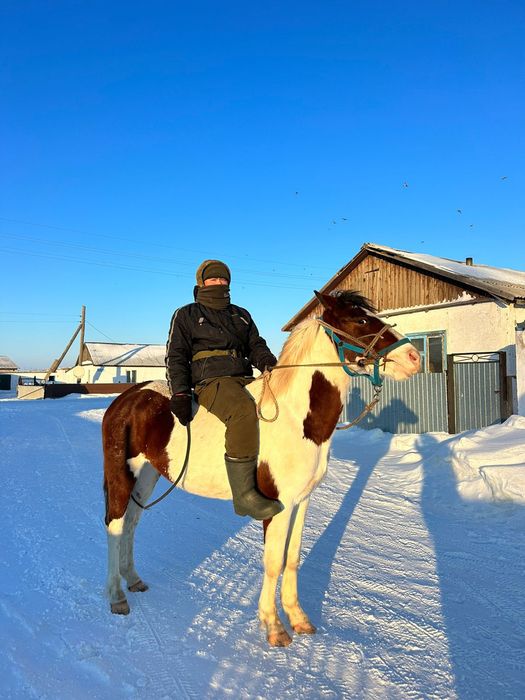 Екі құнан сатылады