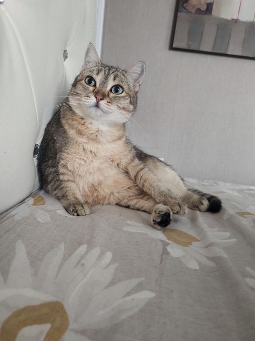 Отдам кошку в добрые руки