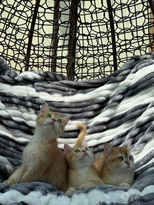 Британские котята  BRI d 03