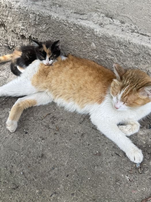 Котята срочно ищут дом