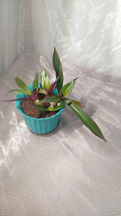 Комнатные растение:филодендрон,рео,эониум