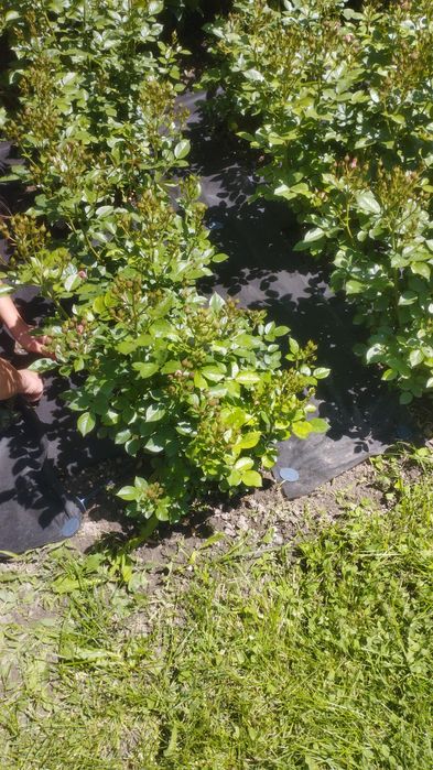 Продам дом, гараж, баню, времянку.