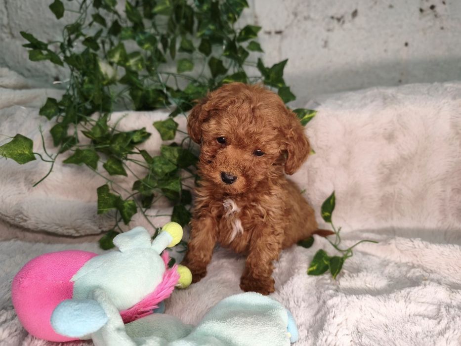 Vand baietel Pudel rosu toy/mini