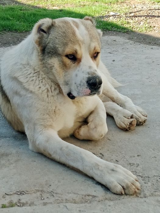 Супер гигант Алабай.