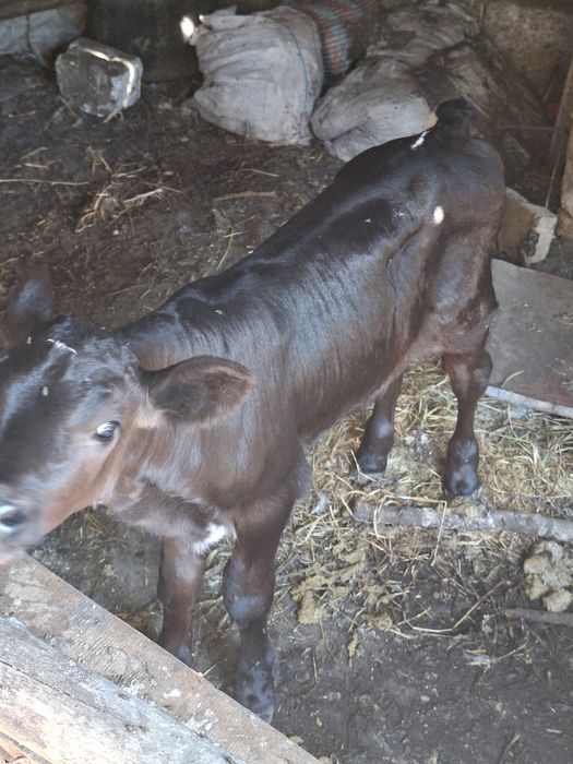 Vaca cu taurasi lângă ia