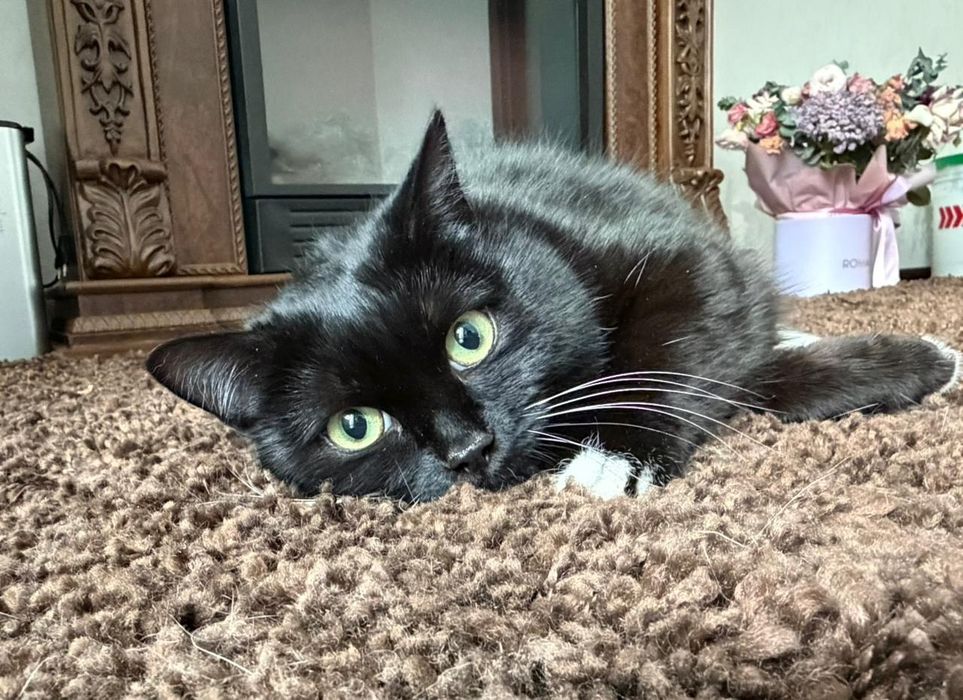 Отдаю в хорошие руки