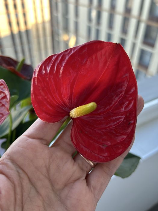 Продам антуриум в керамике