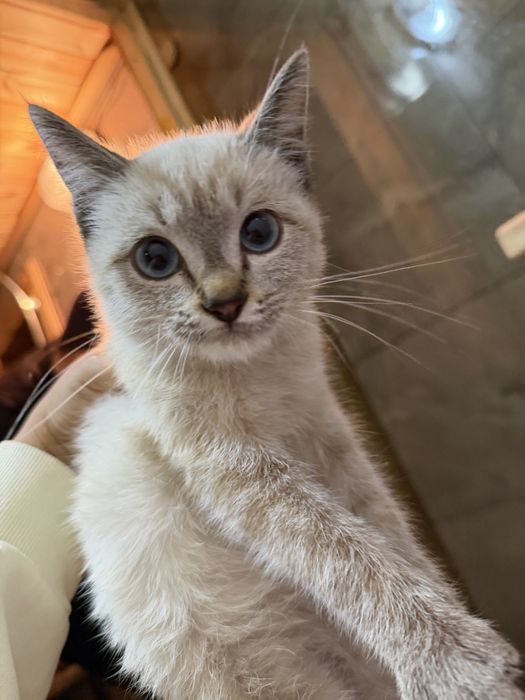 Продам свою кошку