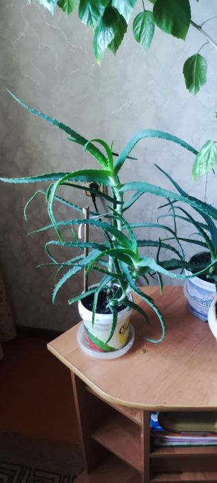 Продам комнатные растения