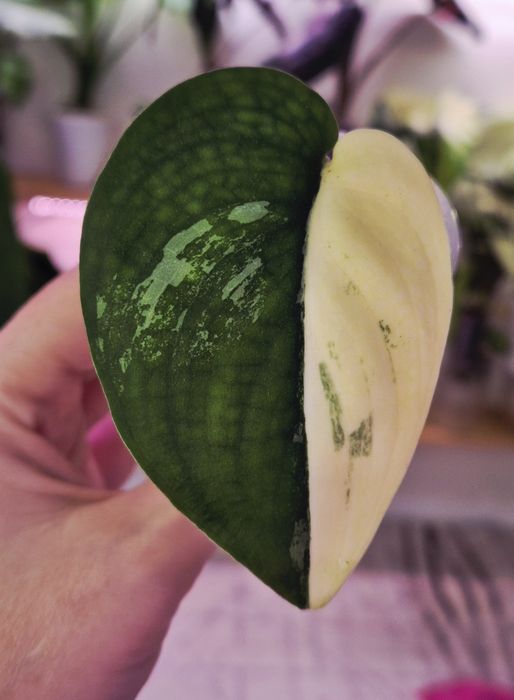 Продам сортовые сциндапсусы