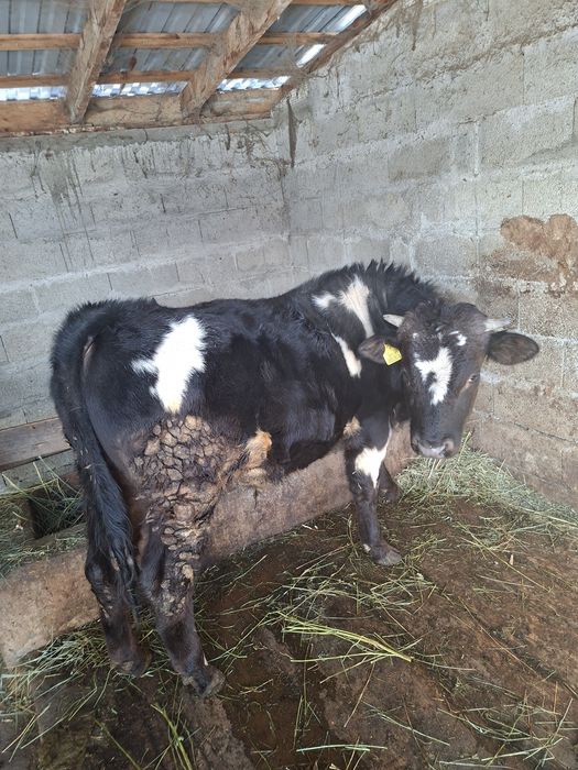 Годовалый бычок 350 000тг