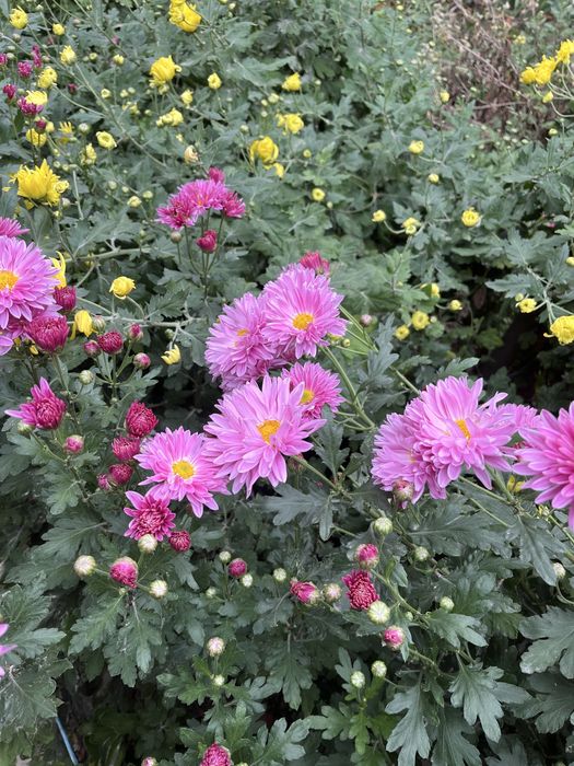 Хризантема гуллари кўчати сотилади. Совуқ ҳавога чидамли, кўп йиллик г