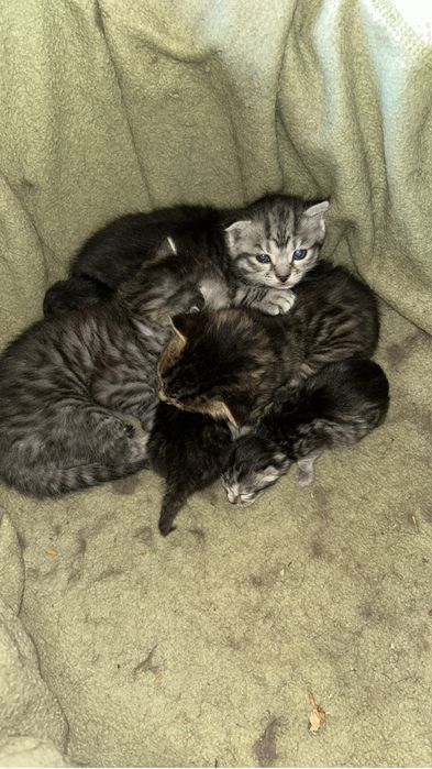 Породистие котята