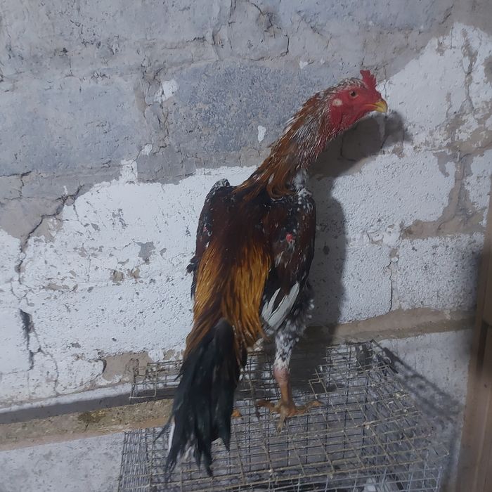 Корейц  китай   4.5 кг