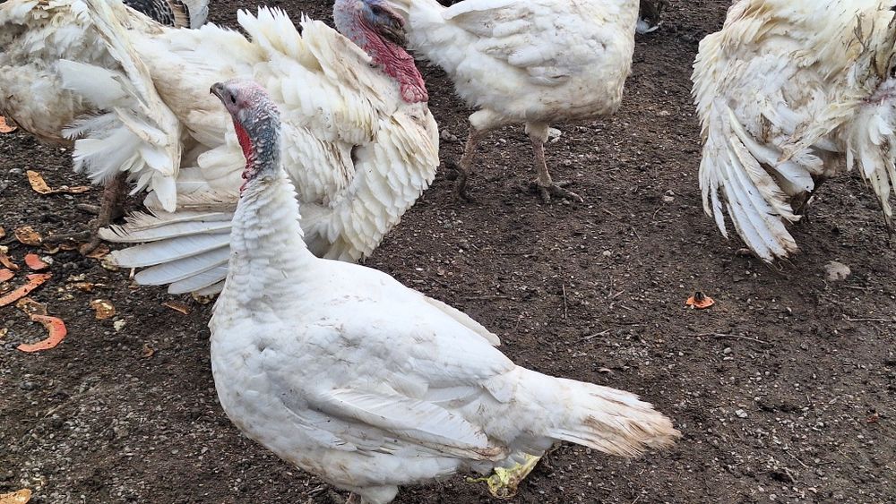 Биг 6 куркала ва жайдарила сотилади