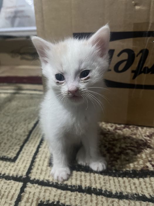 Котята 1 месяц