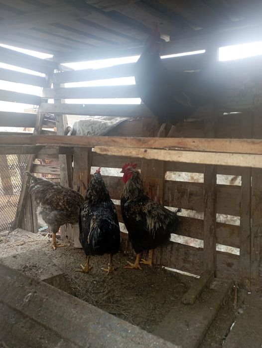 Кораз  уйдики,жас,адеми