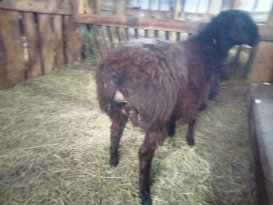 Продам или обмен