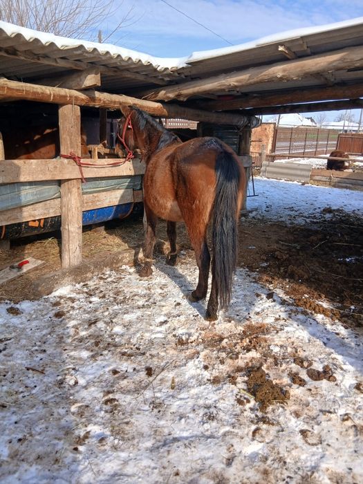 Буаз биелер сатылады жылкы