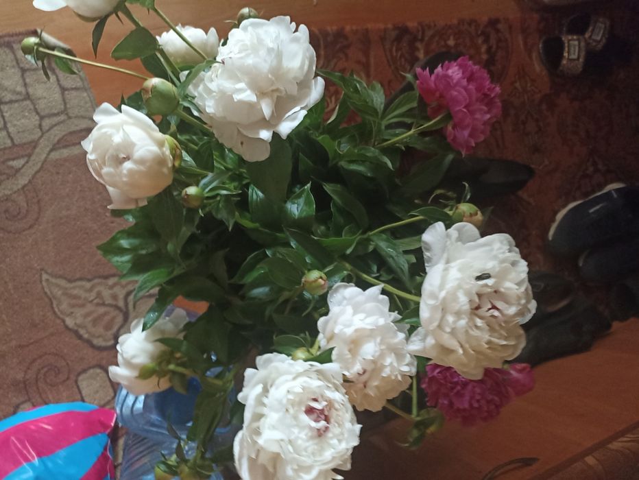 Пионы пионы пионы