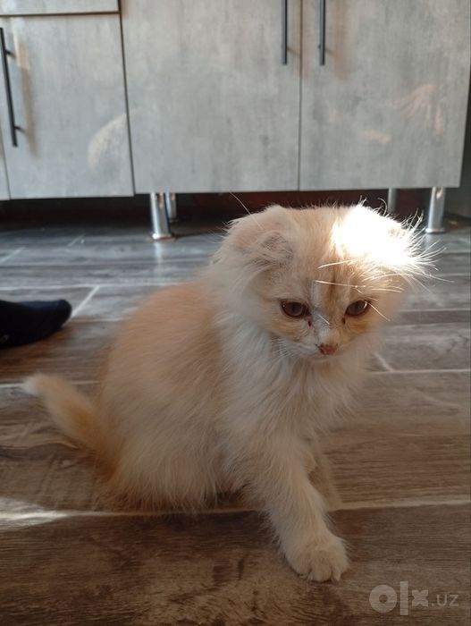 шатлански кошка девочка