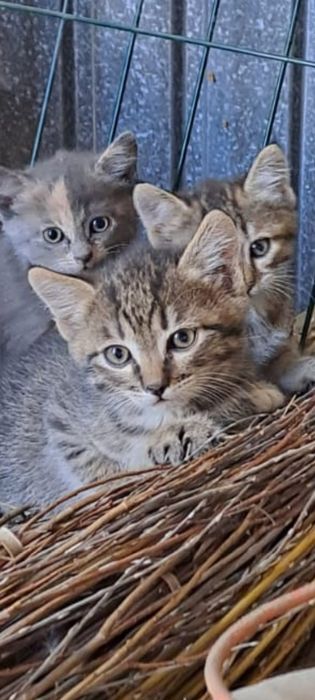 Котята в добрые руки
