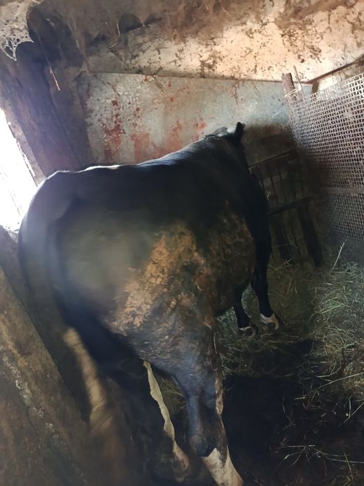 Продается бык на племя