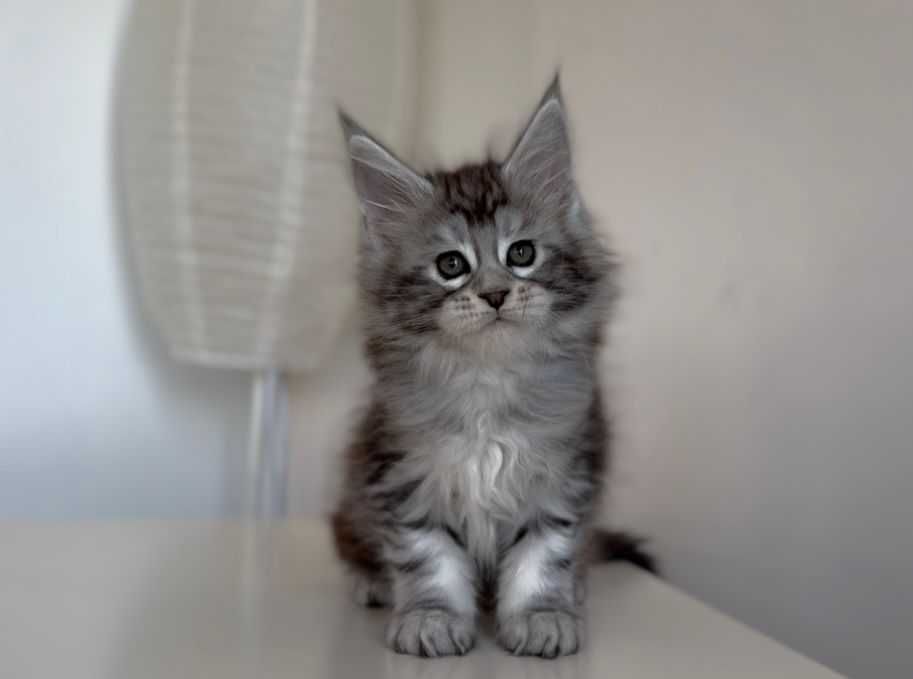 Котенца мейн кун
