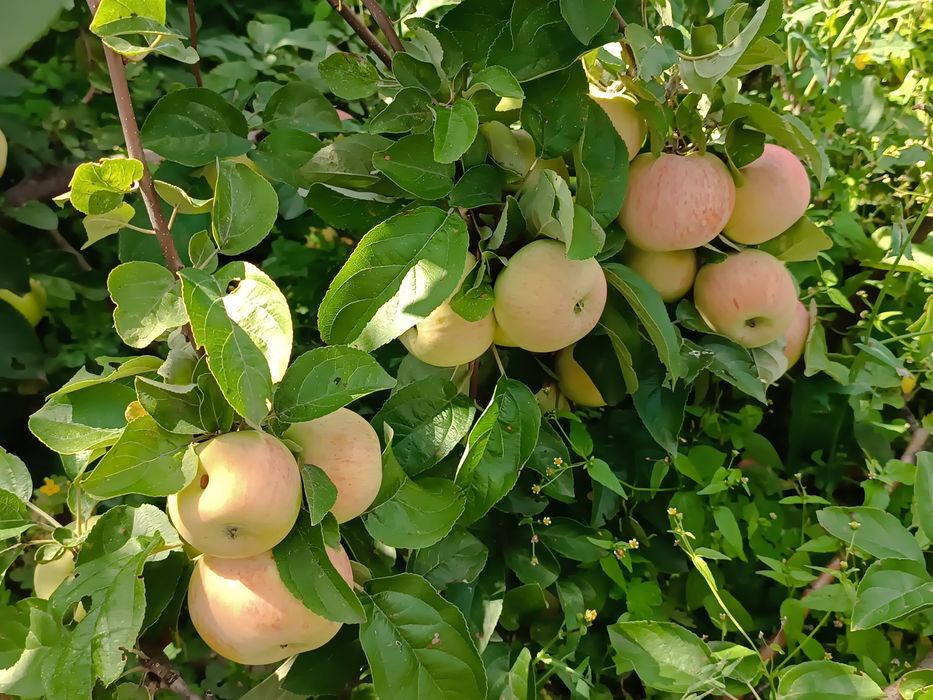 Продам дачу 3 общество