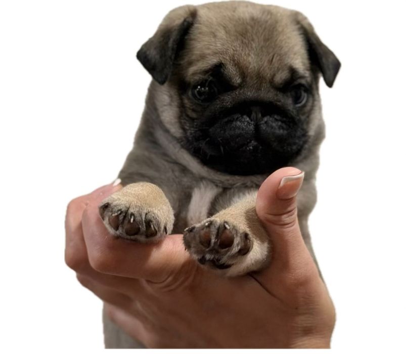 Очаровательный щенок мопса.