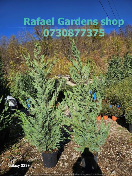 Plante Ornamentale Leylandii Cupressocyparis – Garanție Prindere