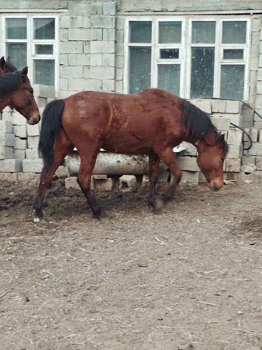 Лошадь кобыла жирная байтал согым