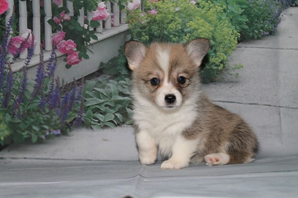 Очаровательные щенки корги.