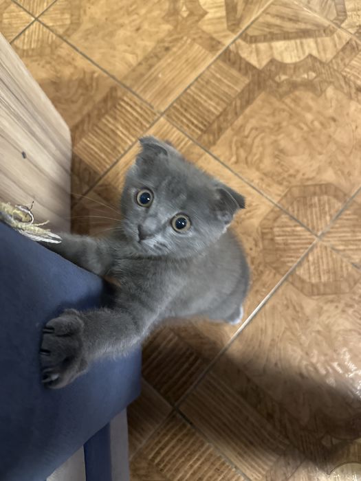 Шотландский вислоухий кот