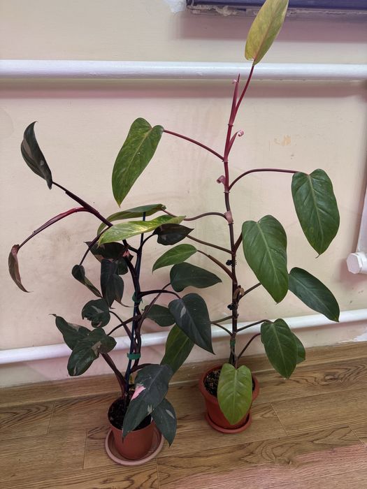 Комнатные растения, цветы, Продаются Филодендроны