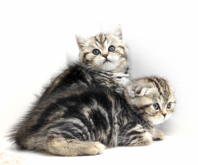 шотландские котята