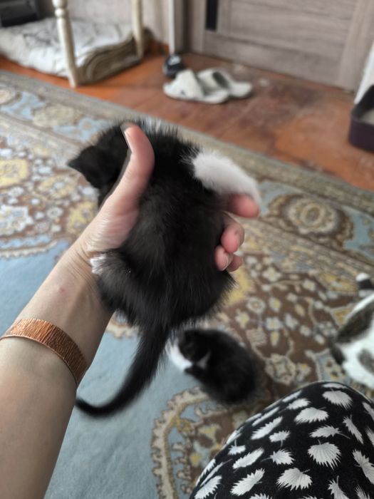 Отдам катят в добрые руки