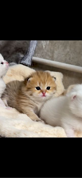 Чистокровный британский шиншилла Britanskiy winwilla