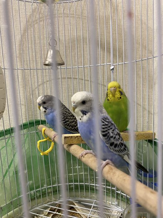 Волнистый попугай