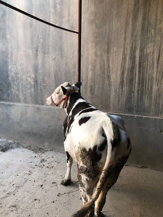 Galishten sigir 2yosh